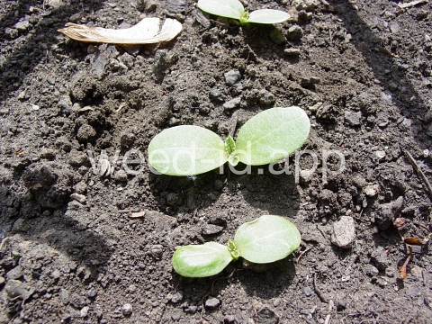 milkthistle, blessed